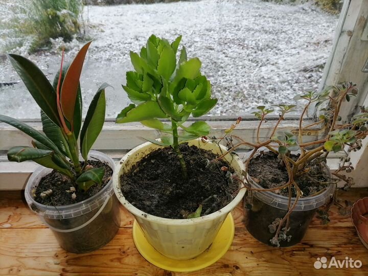 Домашние цветы