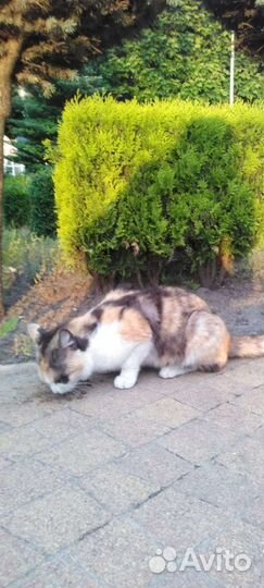 Обнаружена киса -подросток /стерилизована.Плачет