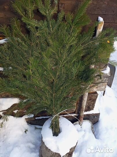 Веники для бани пихта