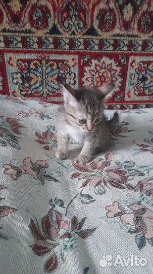 Отдам кошечку в добрые руки