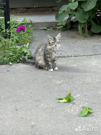 Котенок (мальчик ), на 2 Балашихе