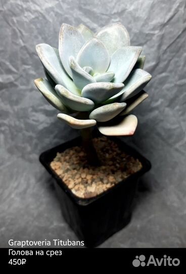 Суккуленты 3