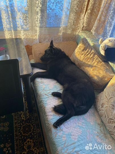 Щенок немецкой овчарки черный