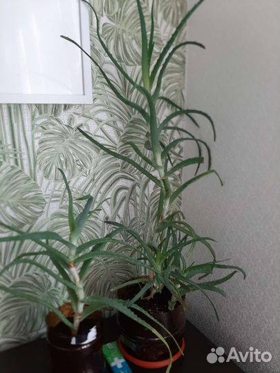 Алоэ древовидный (лечебный )