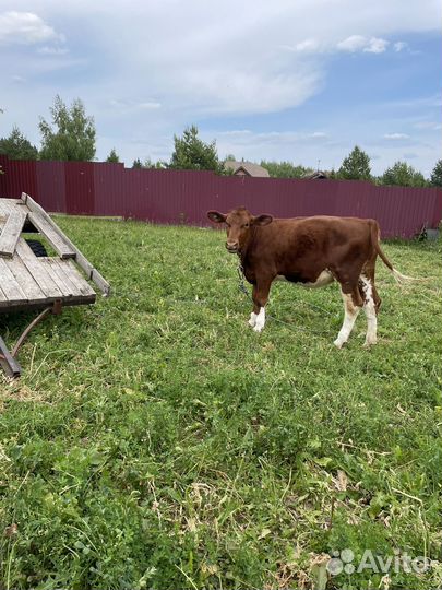 Продам дойную корову