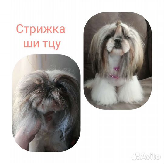 Стрижка собак