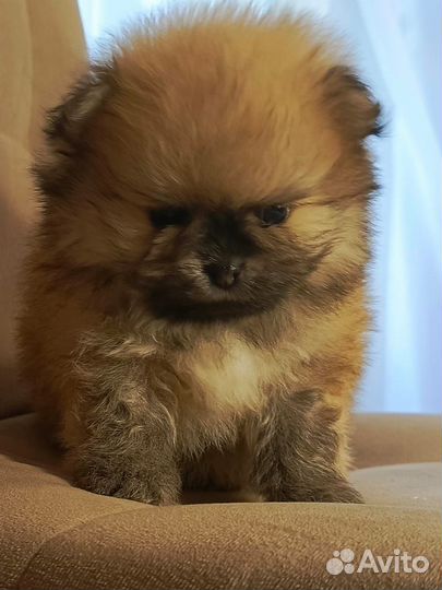 Померанский шпиц мини