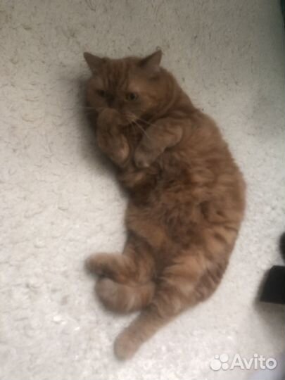 Кошки в добрые руки бесплатно