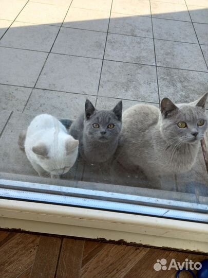 Британские котята