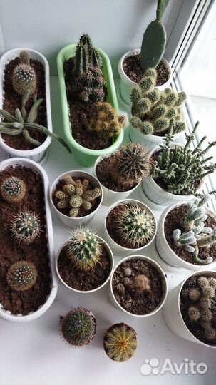 Коллекция кактусов