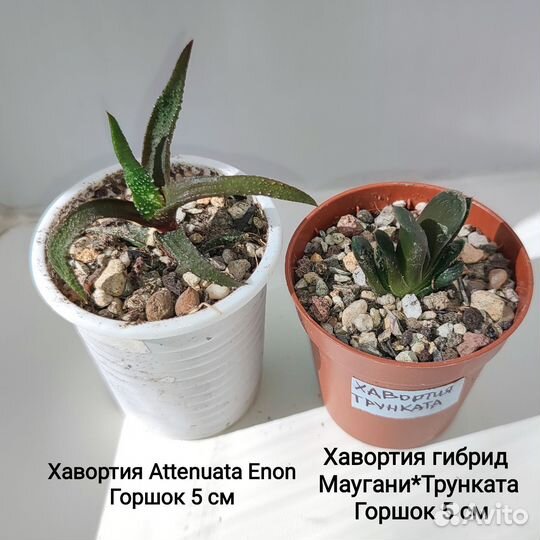 Суккуленты 2- домашние растения