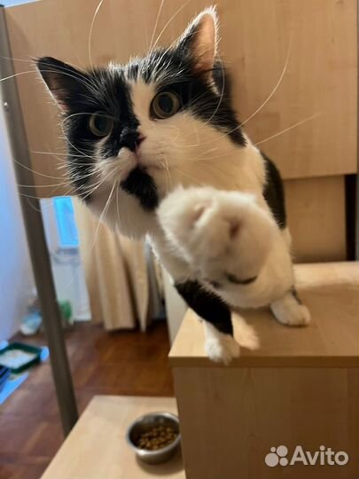 Отдам бесплатно кошку