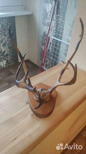 Продам рога оленя