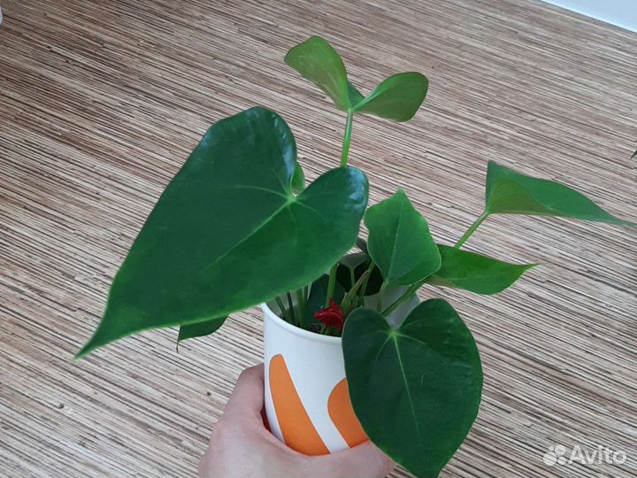 Антуриум красный