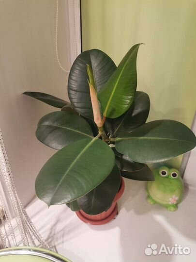 Комнатные цветы