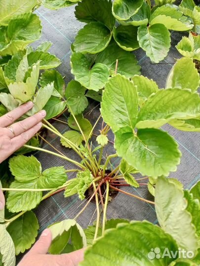 Рассада клубники