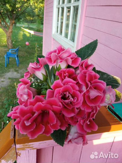 Глоксиния, листы с клубнями