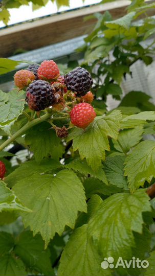 Черная малина Кумберленд саженцы