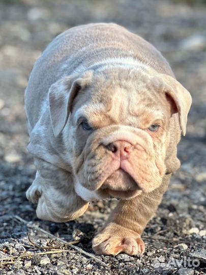 Английский бульдог