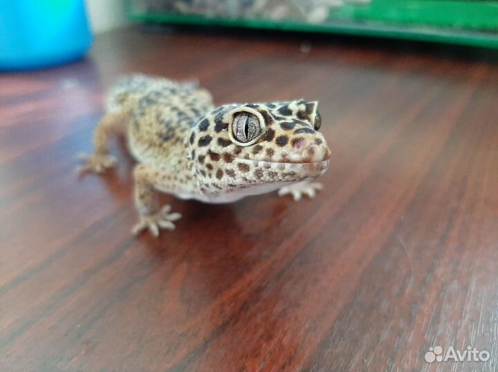 Эублефар самка