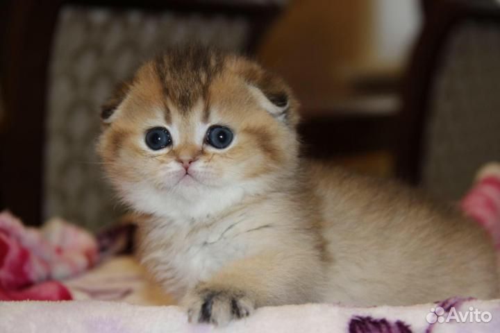 Шотландские вислоухие котята золотая шиншилла