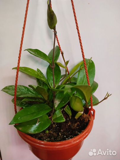 Хойя публикалис сильвер в кашпо