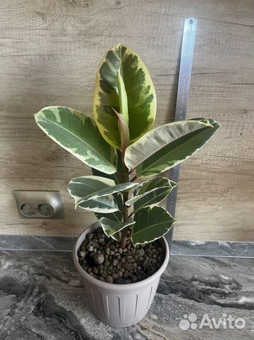 Фикус каучуконосный