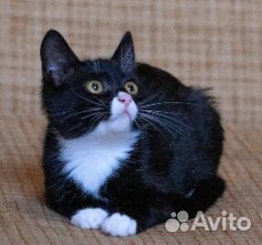 Трогательная крошка кошечка Бонни (3мес.)ищет дом