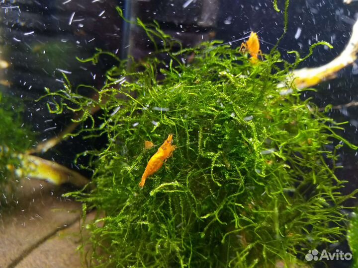 Коряги,Аквариум Креветочник, 19 л