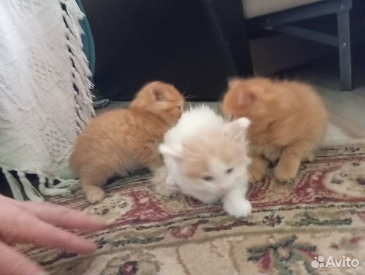Кошки в добрые руки