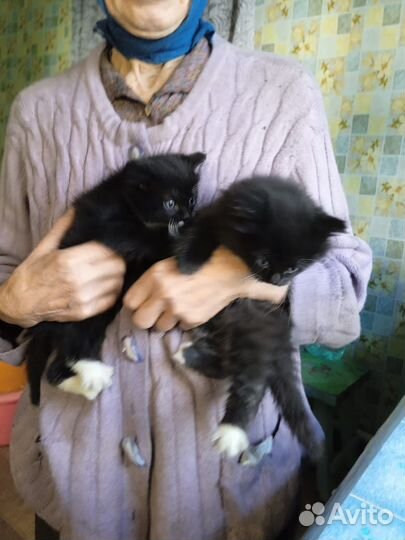 Кошка в дар