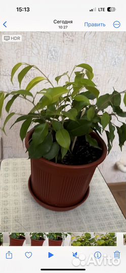 Фикус бенджамина