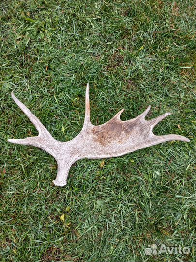 Рога лося красивые