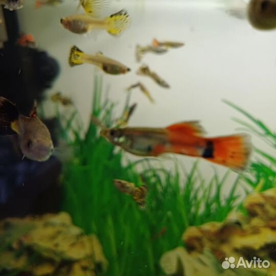Аквариумные рыбки гуппи