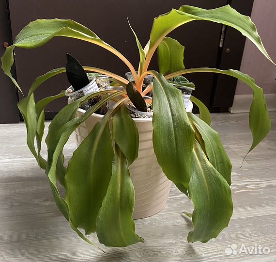 Хлорофитум Оранж грин