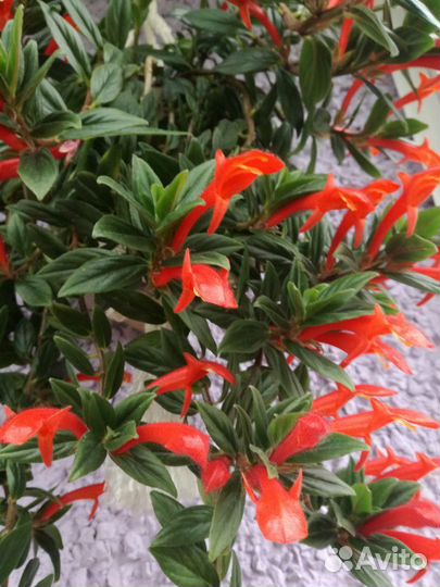 Колумнея (отростки)