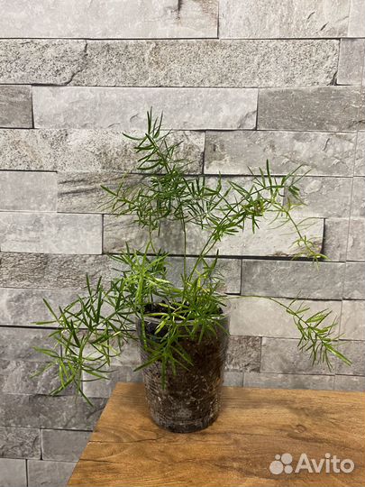 Аспарагус шпренгера