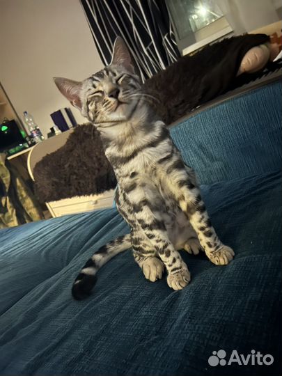 Бенгальский кот. Вязка