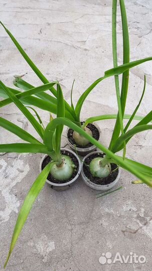 Индийский лук (птицемлечник)