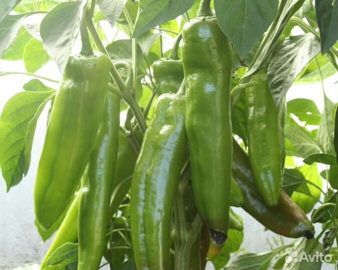 Семена Перца 