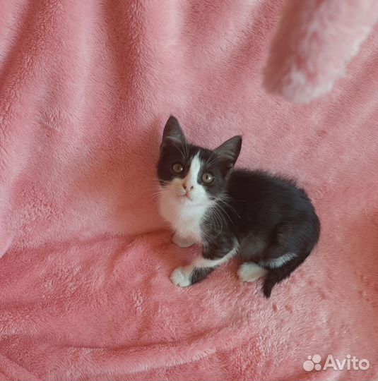 Котя девочка - в добрые ручки