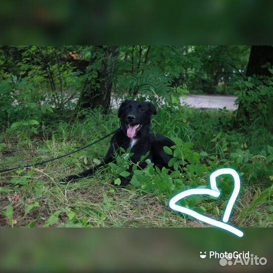 Щенок (метис овчарки)