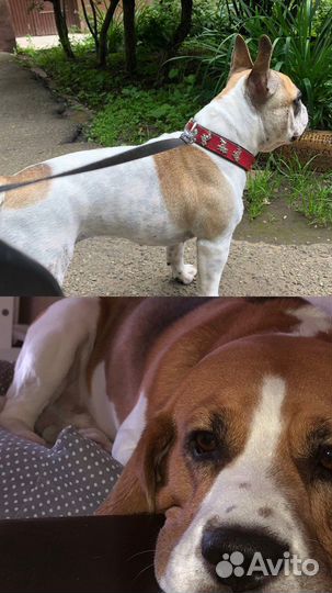 Зоогостиница Передержка кошек, собак, грызунов