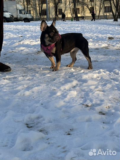 Французский бульдог