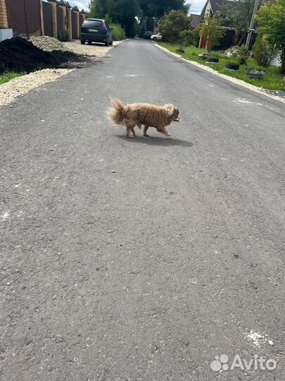 Найдена собака