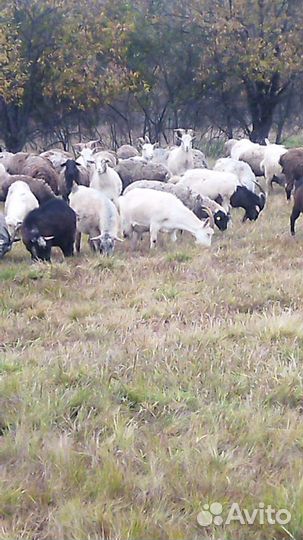 На продажу, овцы, матки, ягнята и козы