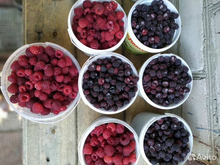 Саженцы ежемалины Кумберленд