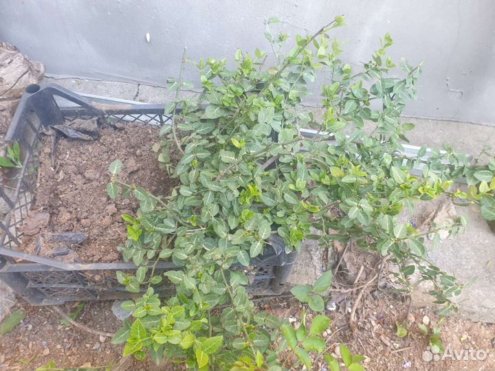 Бересклеты