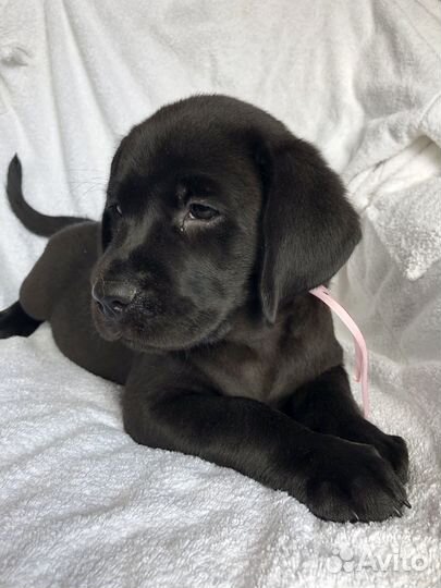Лабрадор ретривер щенки
