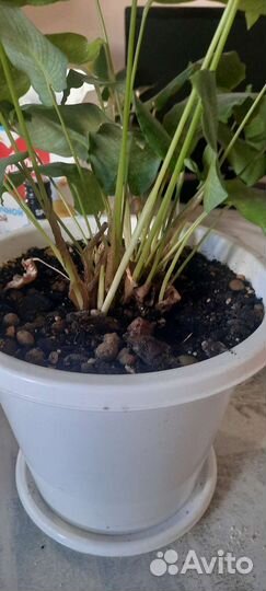 Калатея Мозаика